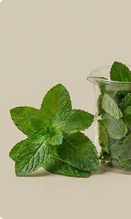 Spearmint